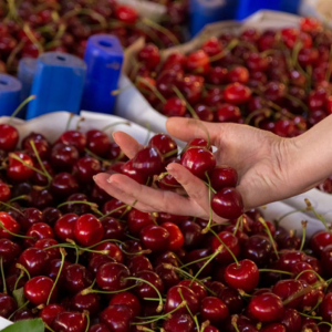 Не покупайте черешню, пока не узнаете это: какая ягода лучше – черная, белая или розовая